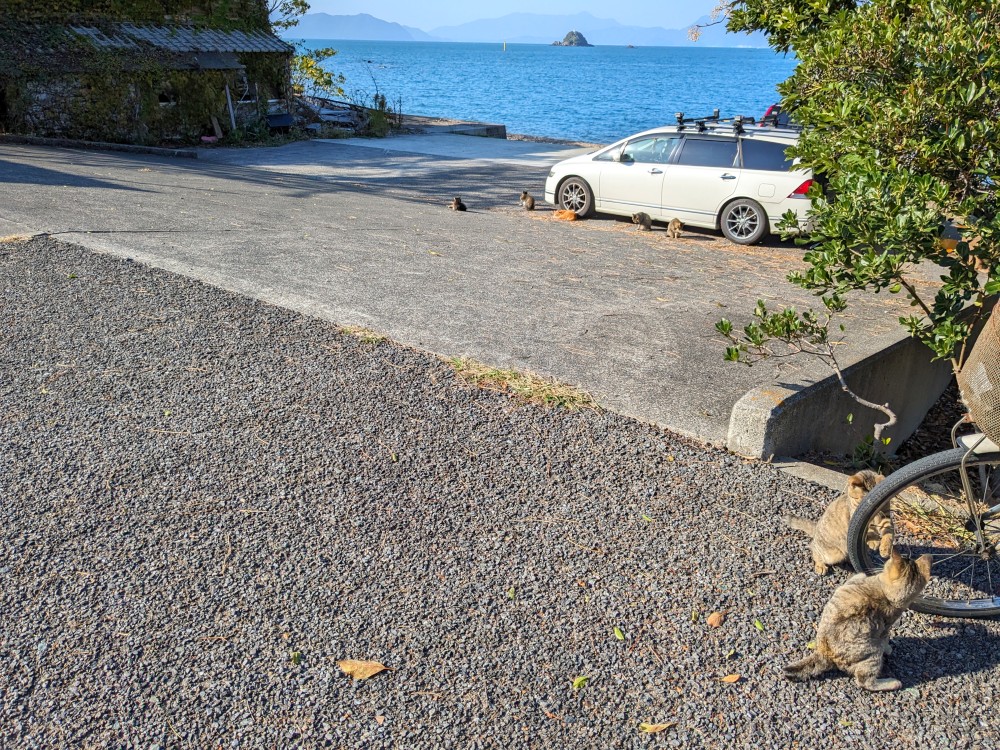 三ツ島海水浴場に住む猫たち