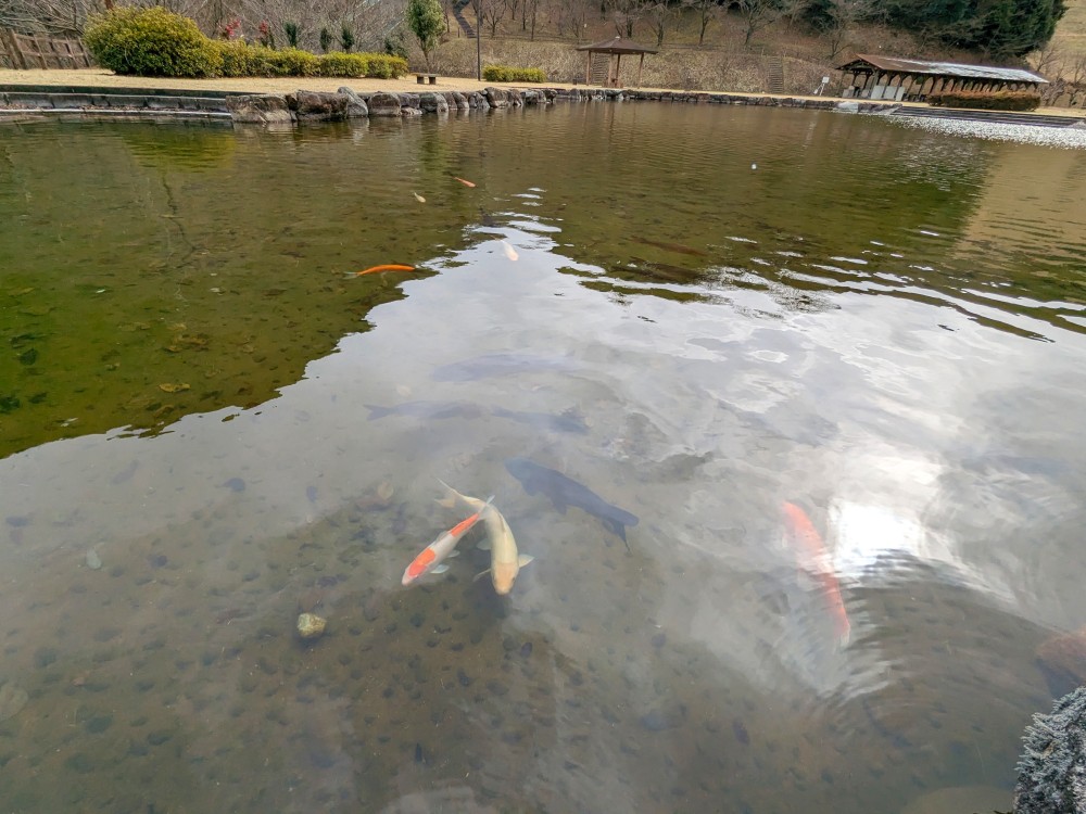 朝倉ダム湖畔緑水公園の池に住む鯉