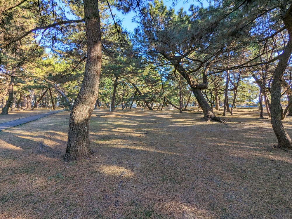 種崎千松公園キャンプ場の松林