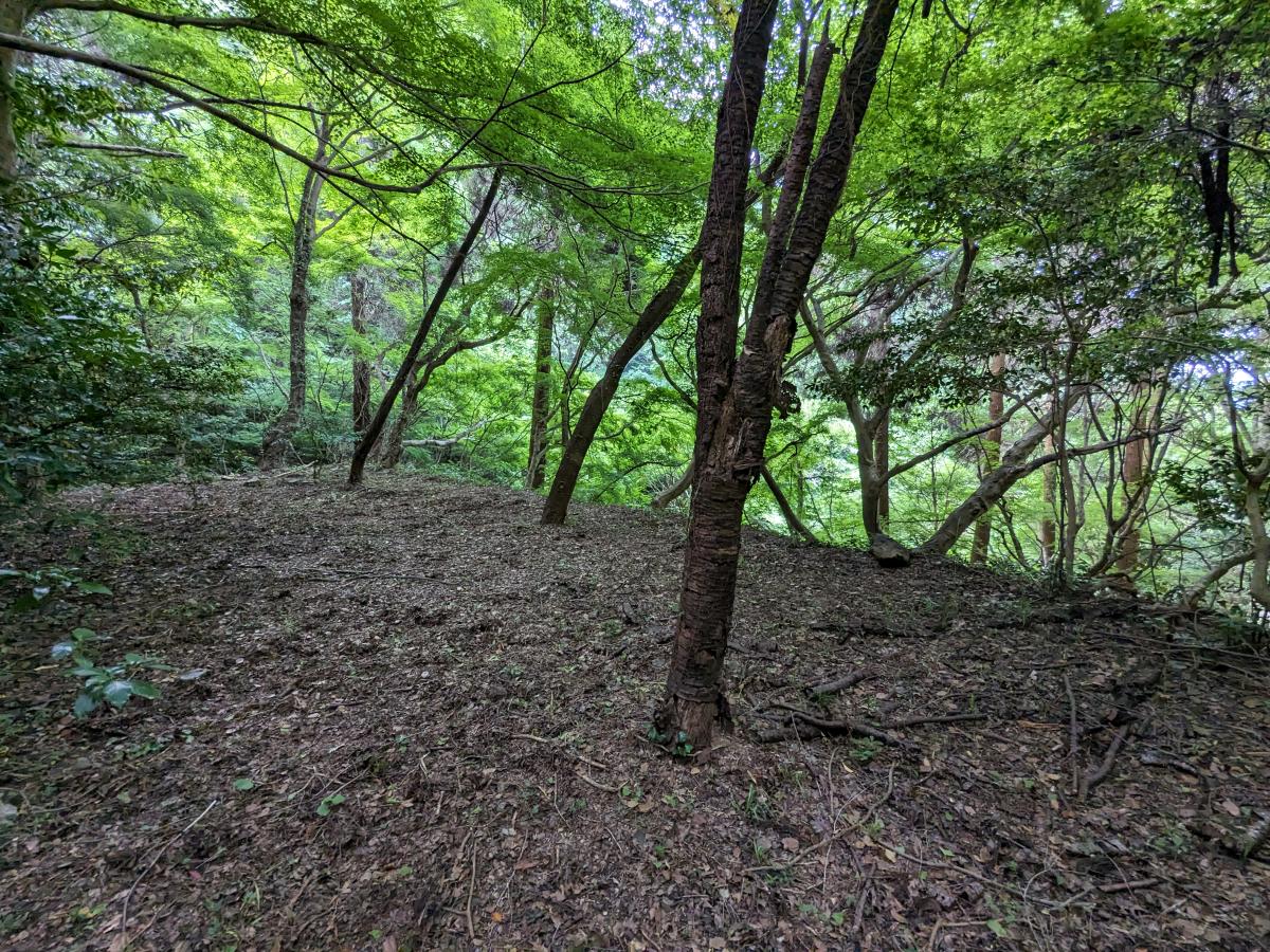 岩屋山渓桜公園の上段フリーサイト